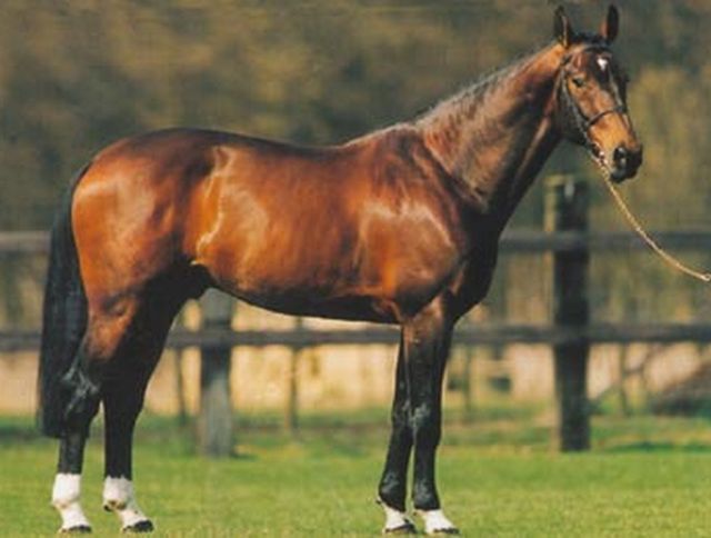 Dutch Warmbloods